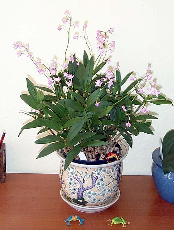 Dendrobium kingianum