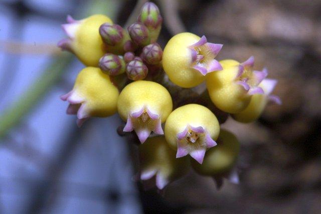 Dischidia diphylla