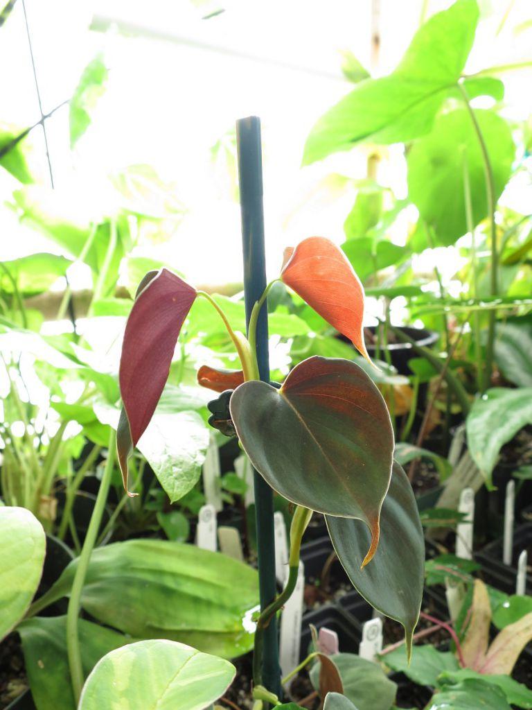 Philodendron cf lupinum