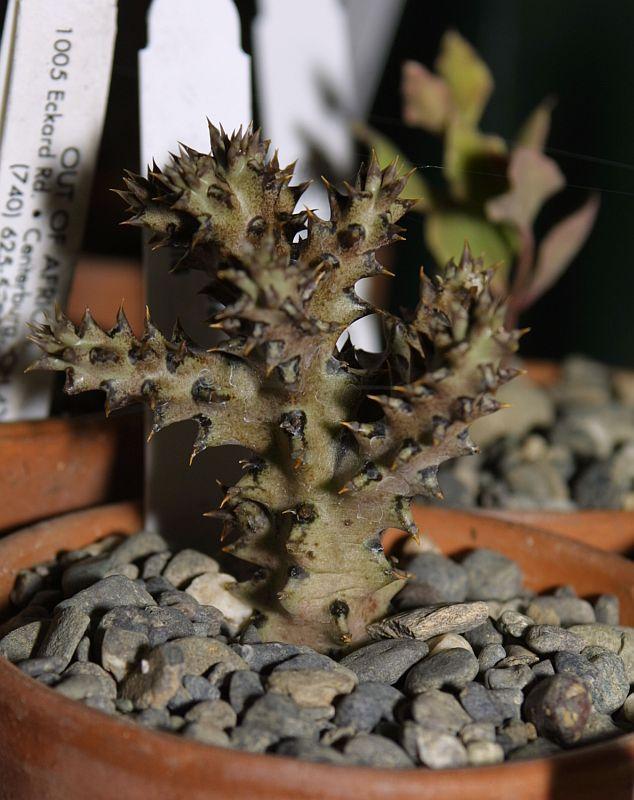 Edithcolea grandis