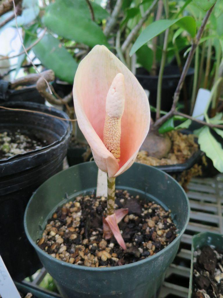 Amorphophallus bulbifer