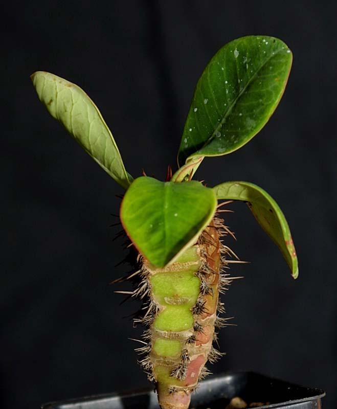 Euphorbia neohumbertii Green Leaf