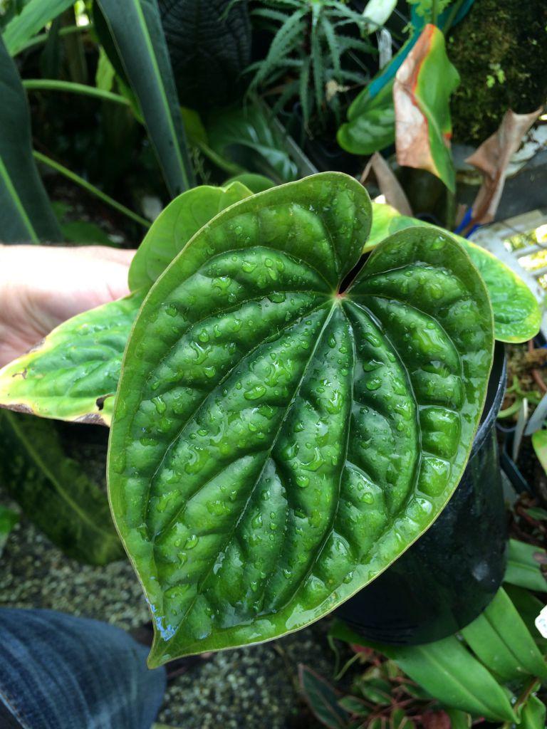 Anthurium luxurians