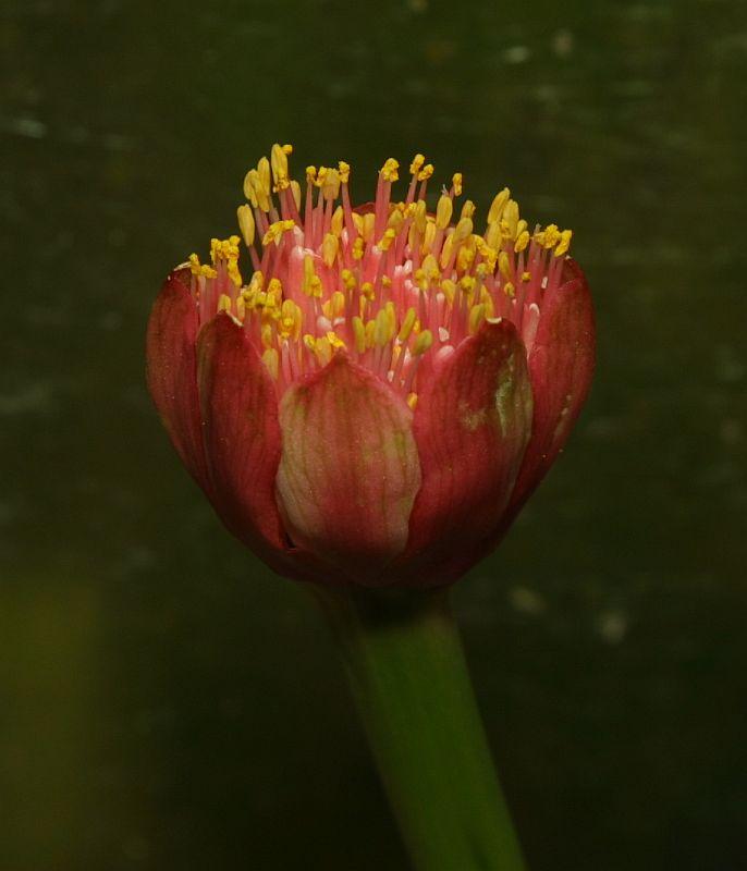 Haemanthus albiflos mislabeled