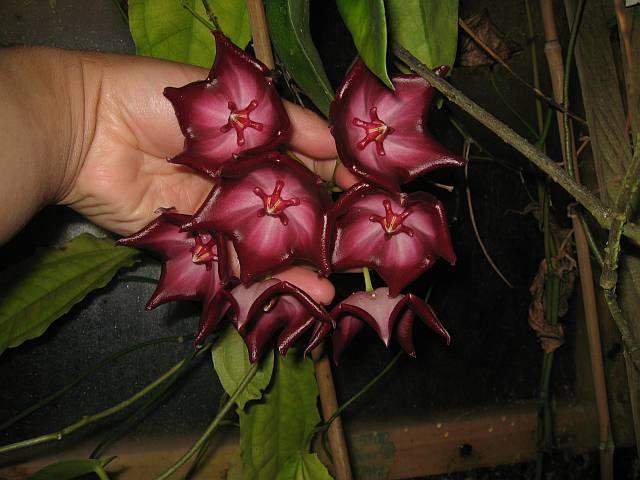 Hoya macgillivrayi