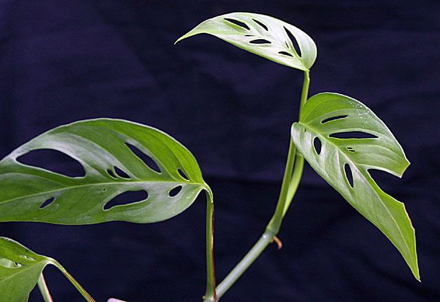 Monstera pitterii (hort)