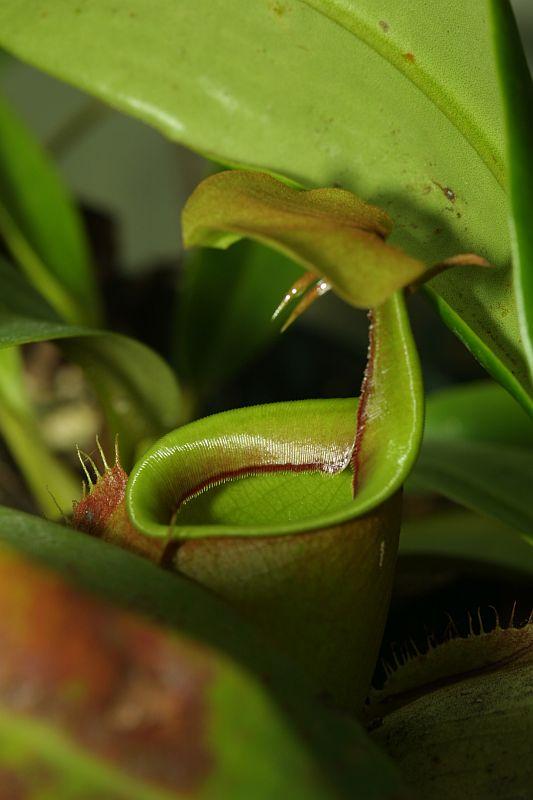 Nepenthes bicalcarata Brunei Orange