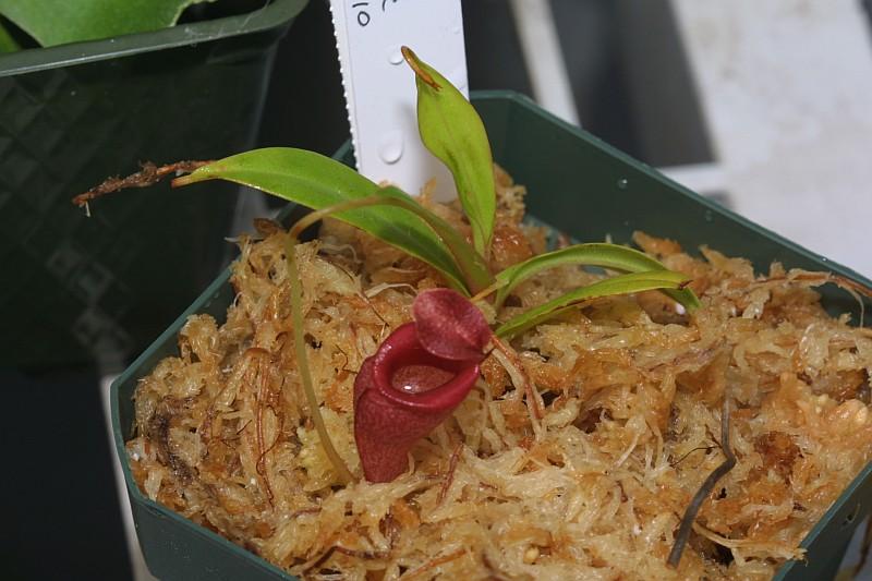 Nepenthes jacquelinae