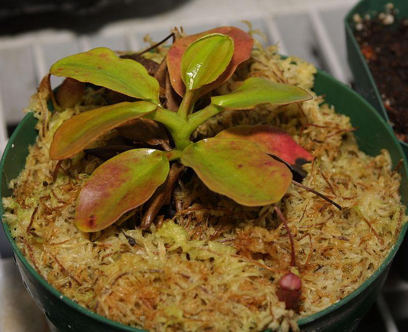 Nepenthes rajah