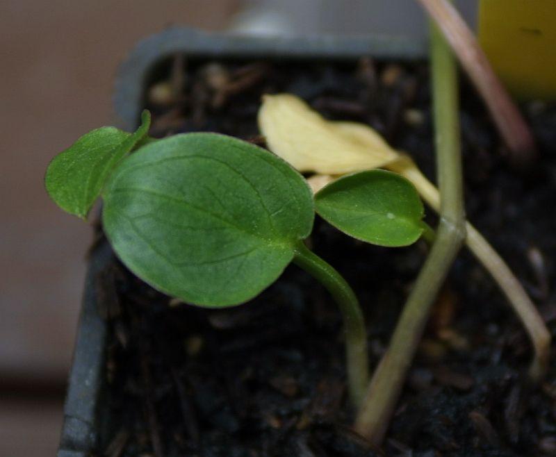 Arum concinnatum Arch. 195.073