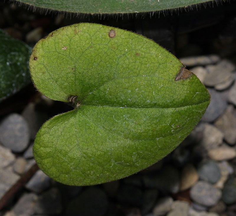 Asarum hatsusimae