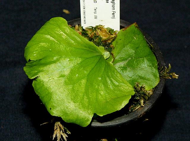 Platycerium madagascariense