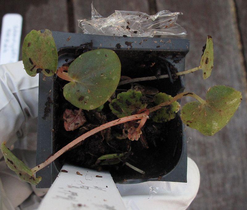 Begonia sp Peridot