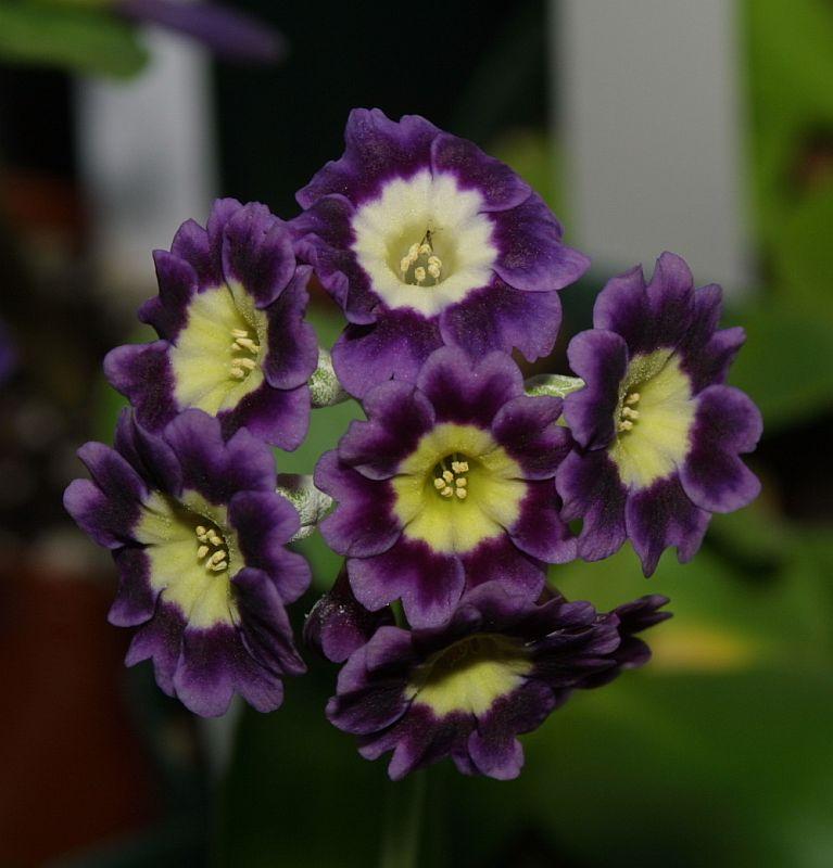 Primula auricula HB #10