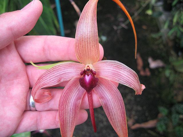 Bulbophyllum echinolabium