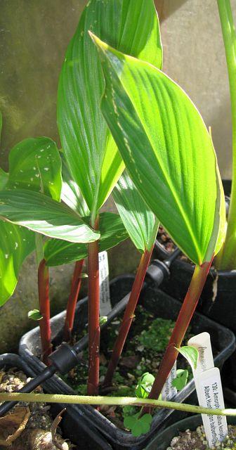 Cautleya gracilis