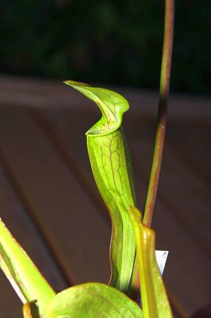 Sarracenia oreophila