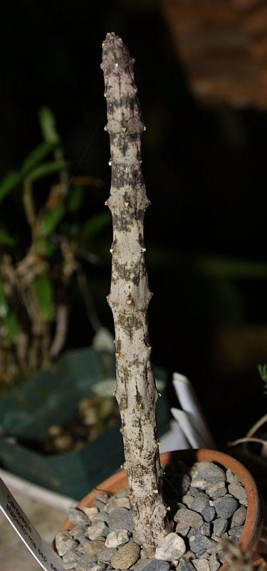 Ceropegia stapeliiformis ssp. serpentina