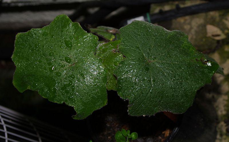 Senecio cristobalensis