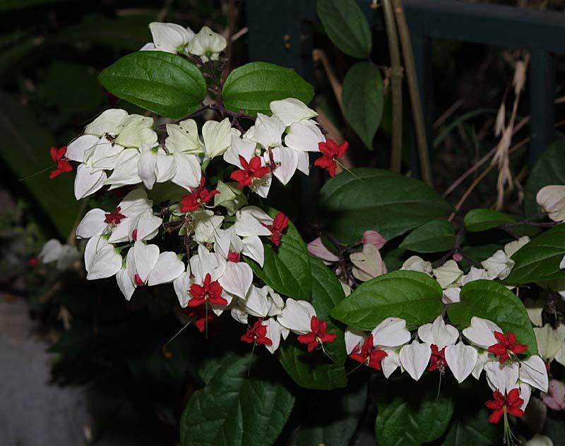 Clerodendrum thompsoniae