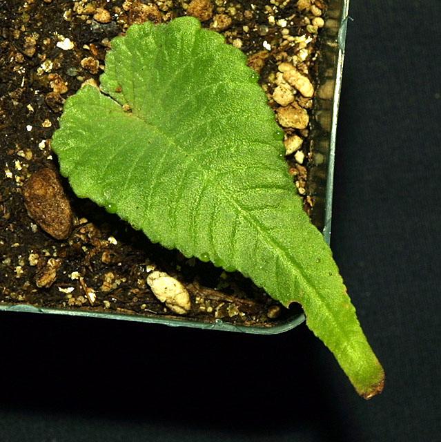 Streptocarpus dunnii