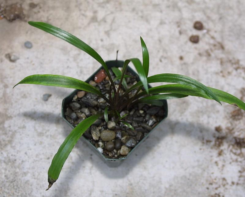 Cryptocoryne spiralis