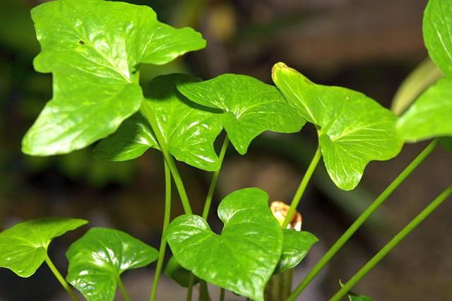 Typhonium brownii