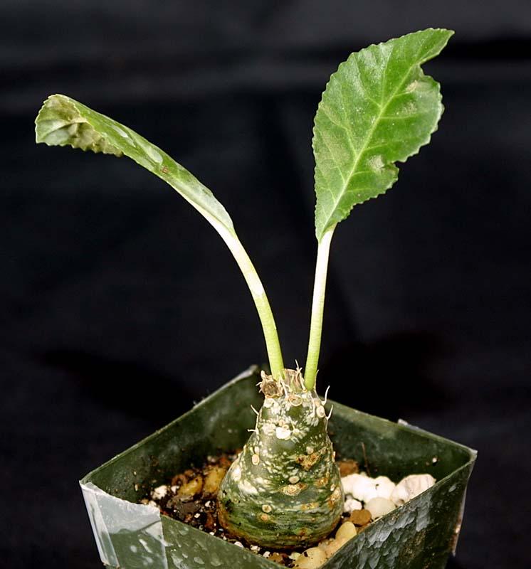 Dorstenia sp. B&L 751