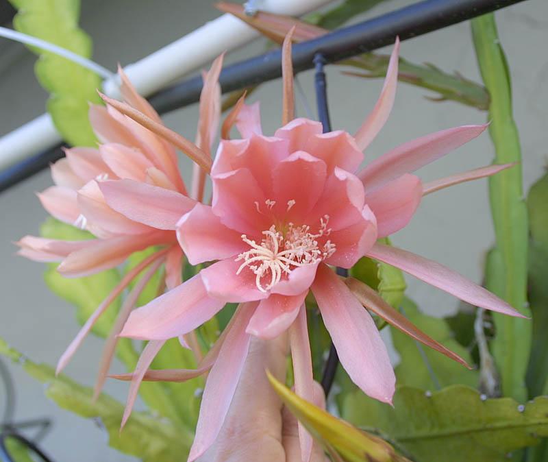 Epiphyllum  Apricot