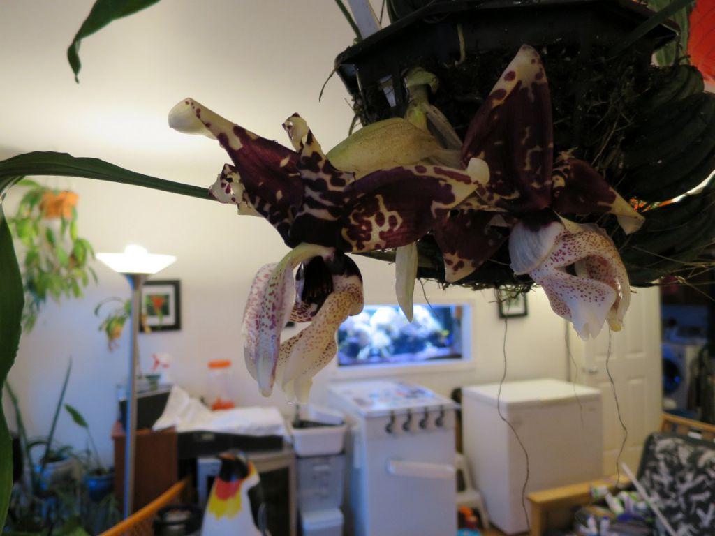 Stanhopea nigroviolacea