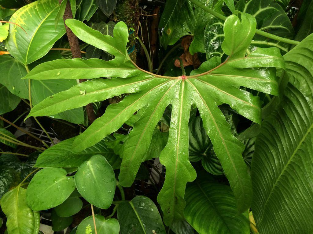 Anthurium pedatum