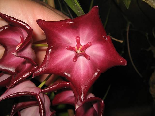 Hoya macgillivrayi