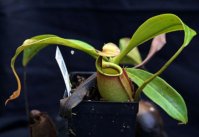 Nepenthes bicalcarata Brunei Orange