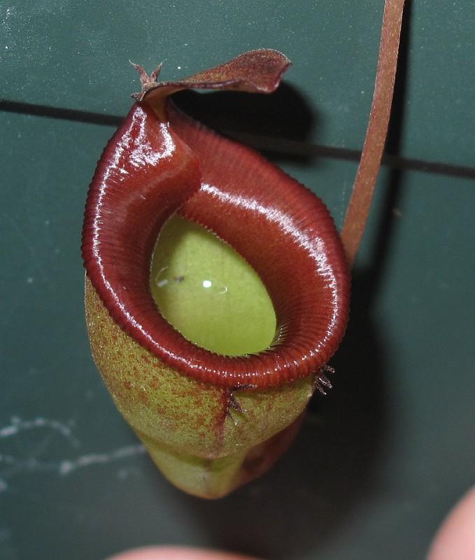 Nepenthes jamban