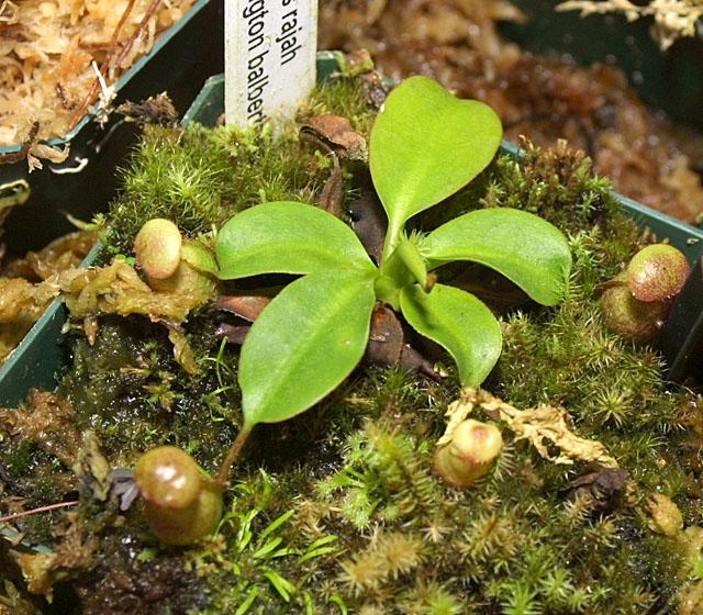 Nepenthes rajah