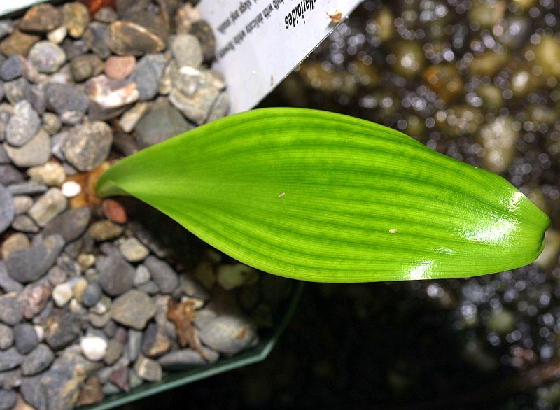 Ornithogalum convallarioides