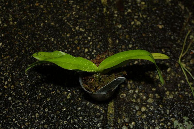 Paphiopedilum sanderianum