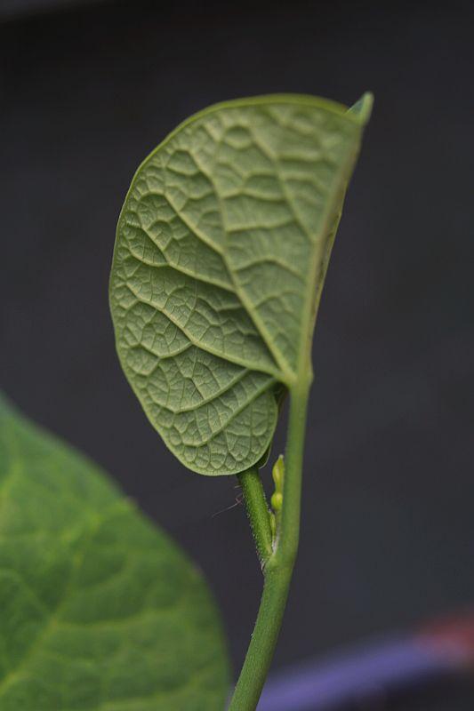 Aristolochia fimbriata