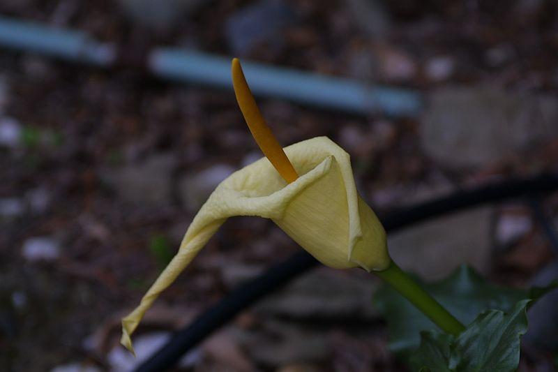 Arum creticum