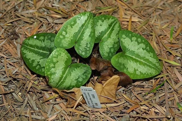 Asarum magnificum Silver Cheeks