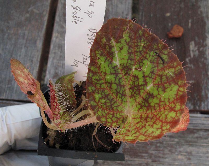 Begonia sp U388