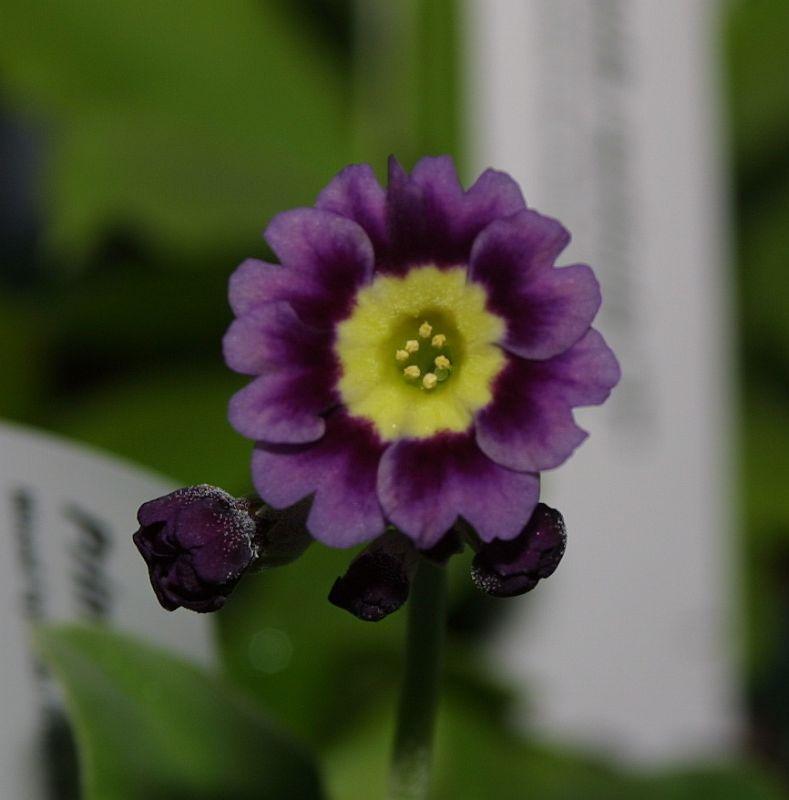 Primula auricula HB #10