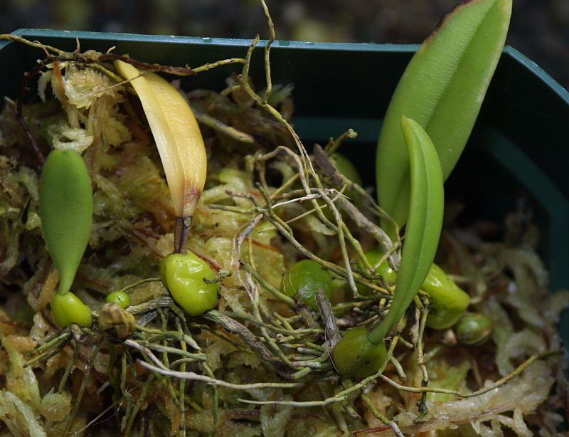 Bulbophyllum samoanum