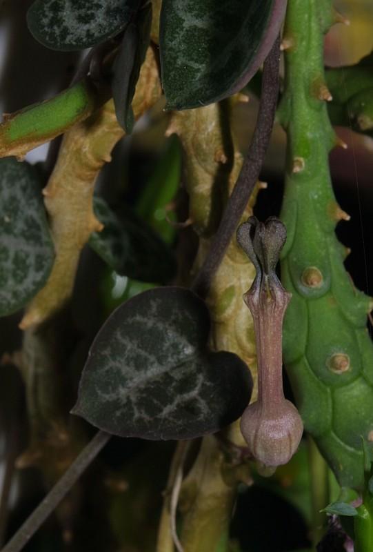 Ceropegia woodii