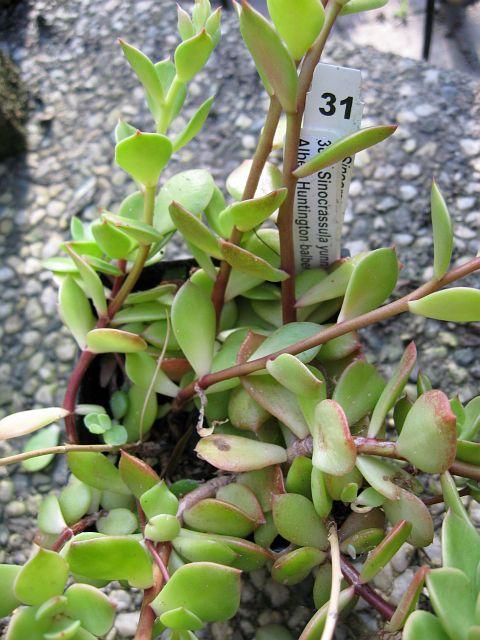 Sinocrassula yunnanense