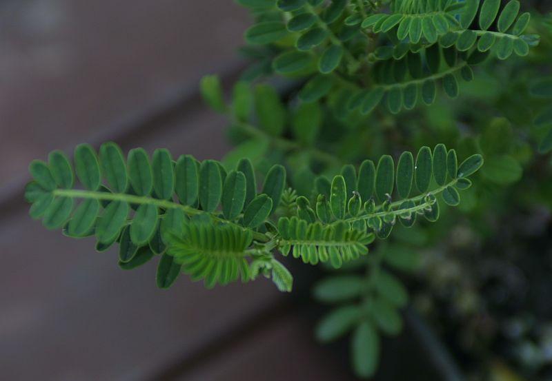 Clianthus puniceus