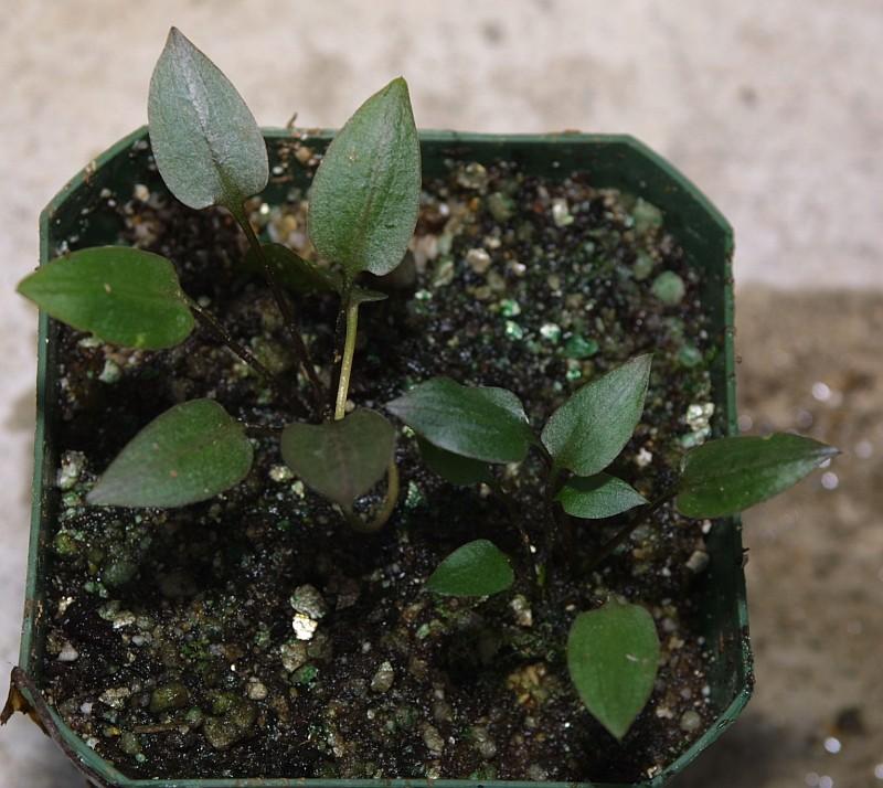 Cryptocoryne wendtii shorts