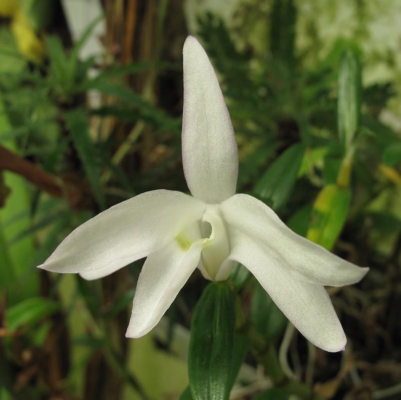 Dendrobium moniliforme