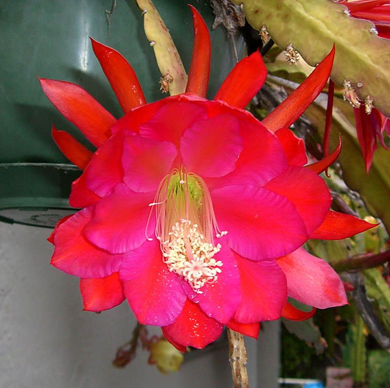 Epiphyllum  Blazon