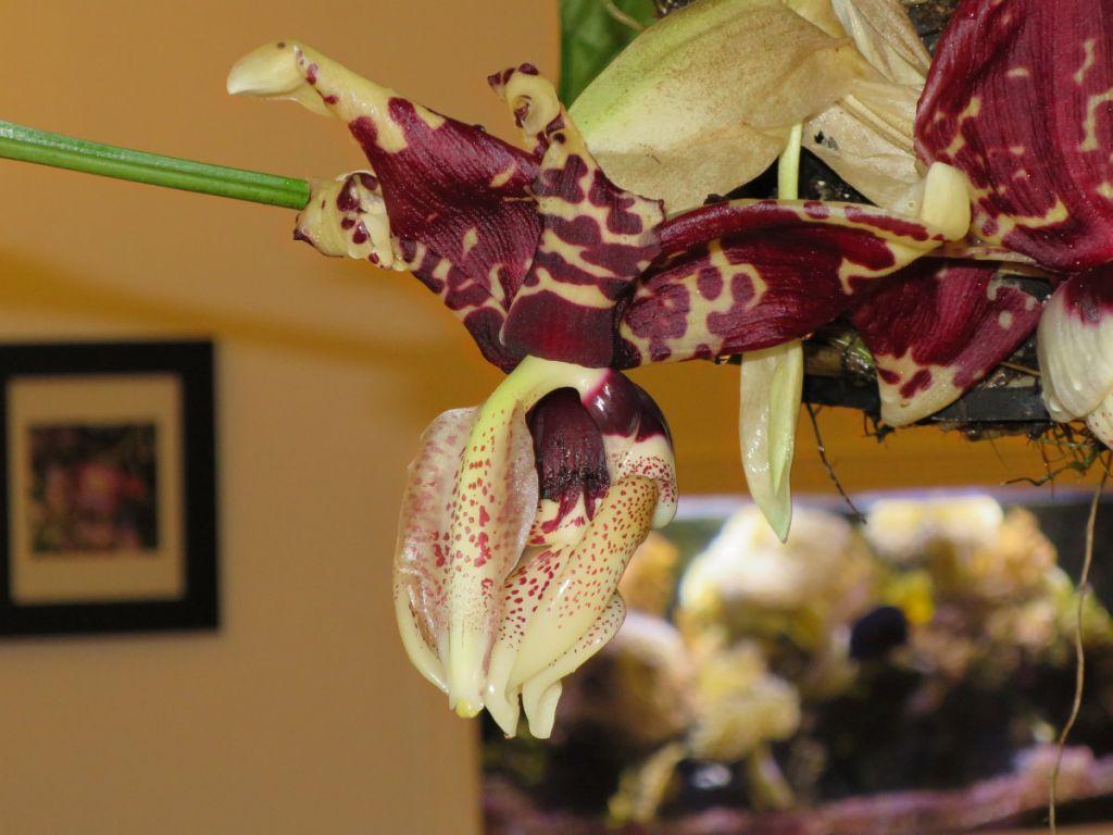 Stanhopea nigroviolacea